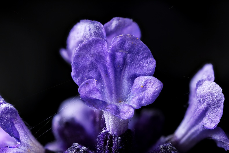 The tiny flower of lavender. With spider threads, it's from my garden :)