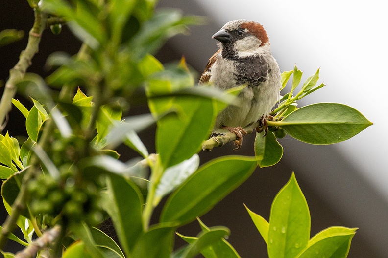 A sparrow in my garden. One of the first shots with my new (800mm) toy that arrived today