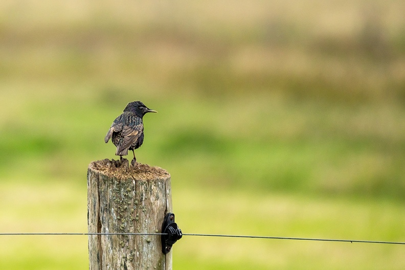 A starling on a pole in a meadow