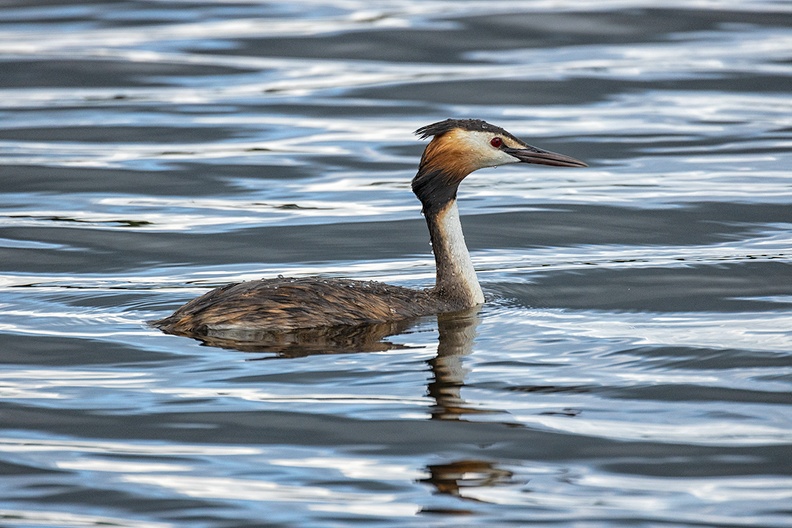 A great crested grebe