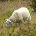 Jul 12 - Sheep.jpg