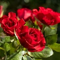 Jul 16 - Roses are red.jpg