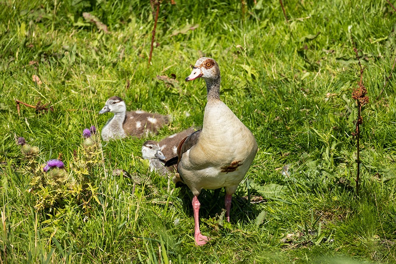 An egyption goose with two kids somewhere in a meadow