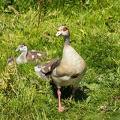 Jul 17 - Egyptian goose