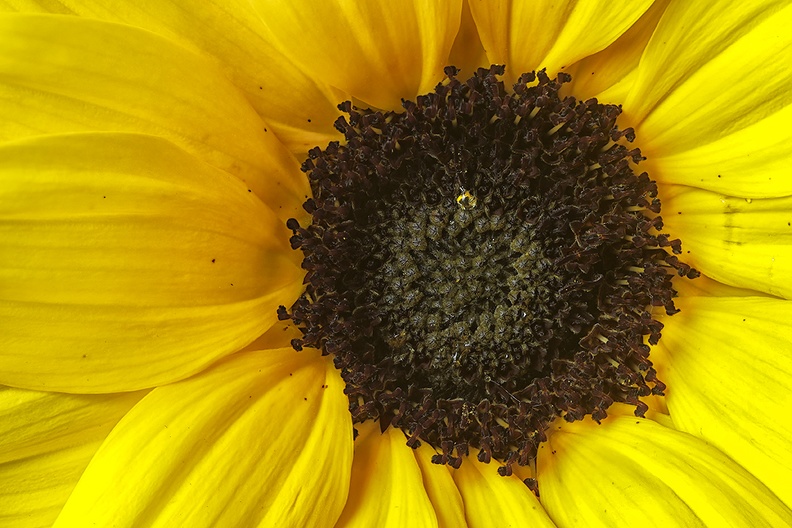Detail of a (small) sunflower