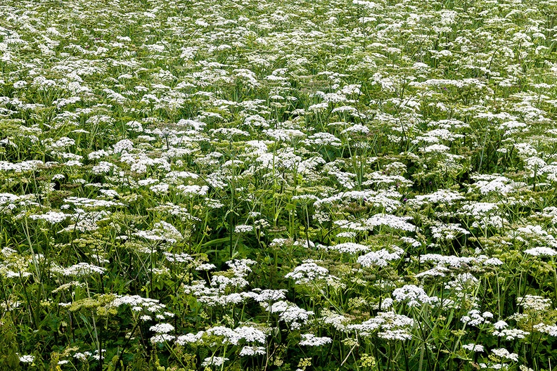 Aug 02 - White flowers