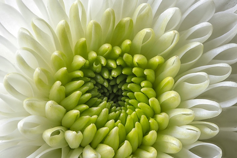 Aug 03 - Chrysanthemum.jpg