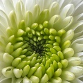 Aug 03 - Chrysanthemum