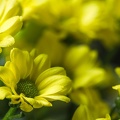 Aug 04 - Chrysanthemum (2).jpg