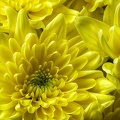 Aug 07 - Chrysanthemum (4)