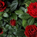 Aug 25 - Red roses