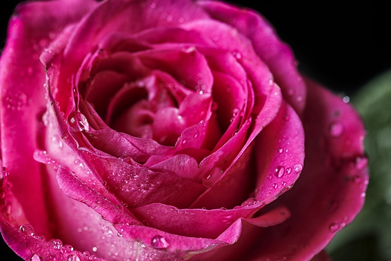 A pink rose with drops