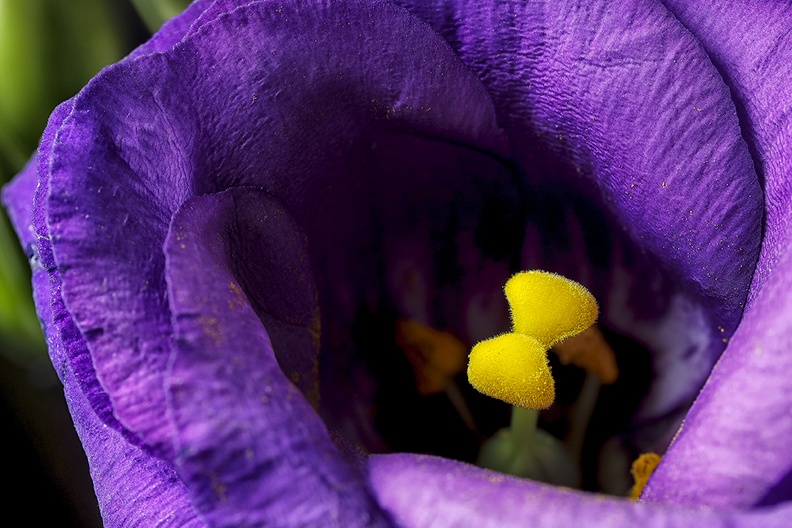 Looking inside a flower