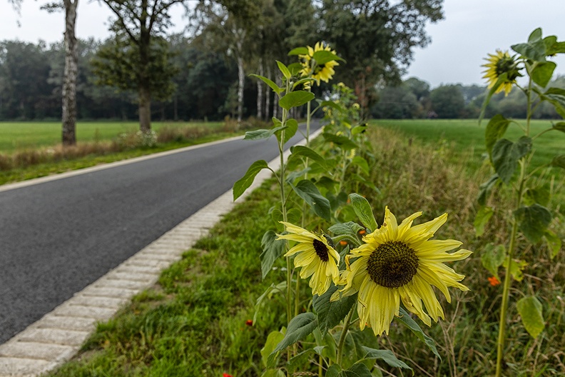 Flowers near a road