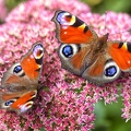 Sep 18 - Butterflies.jpg