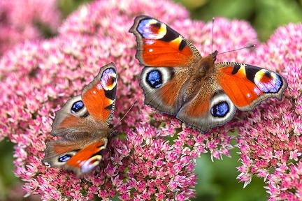 Sep 18 - Butterflies