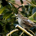 Nov 05 - Sparrow