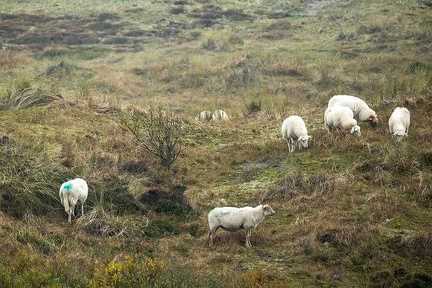 Nov 10 - Sheep