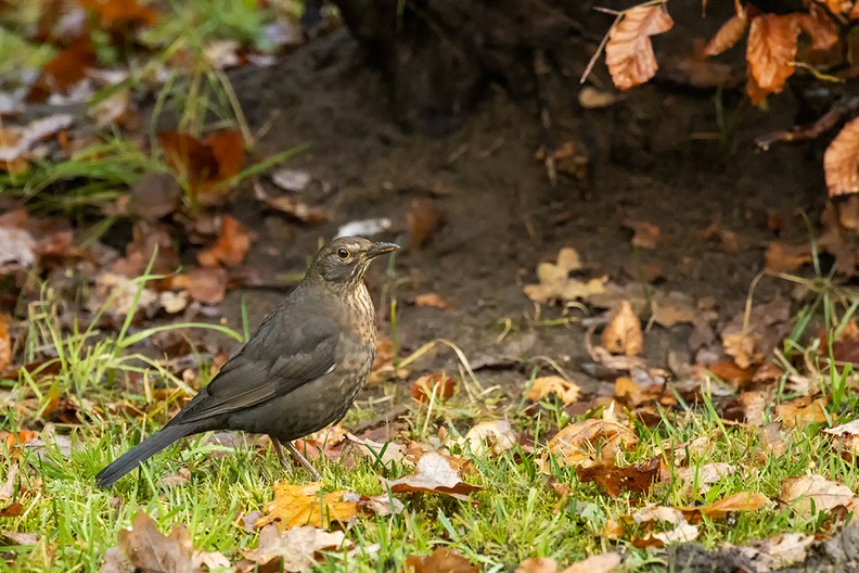 A female blackbird in the garden