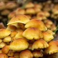 Dec 02 - Mushrooms.jpg