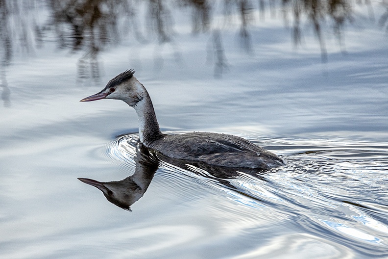 A grebe in a ditch nearby