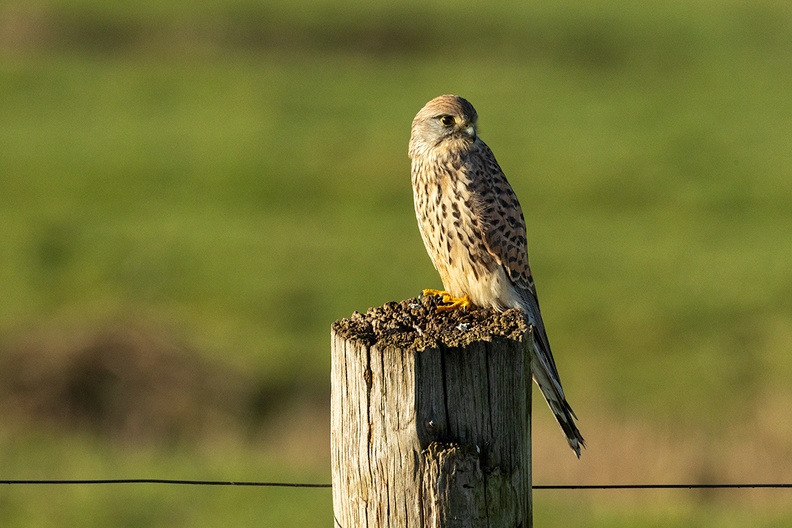 Bird of prey on a pole. Not sure about the species. My current guess is a merlin.