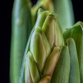Dec 23 - Hyacinth.jpg