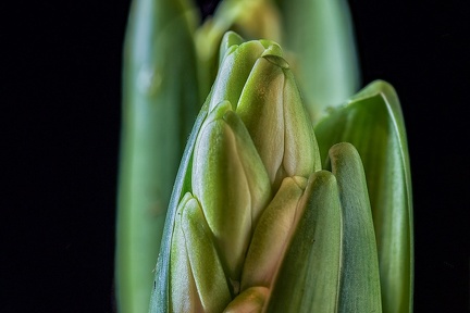 Dec 23 - Hyacinth