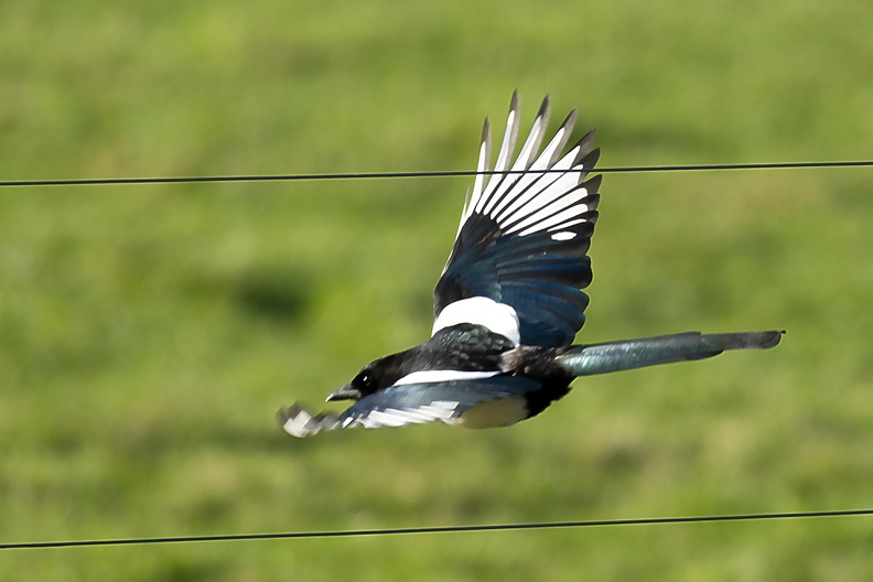 A low flying magpie