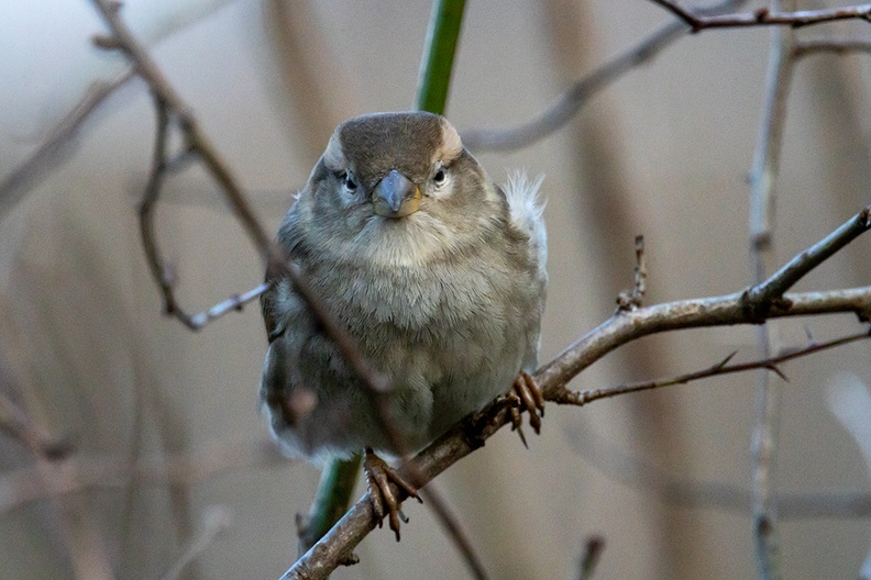 A sparrow in my dark and windy garden
