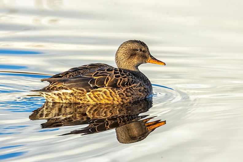 A female gadwall on a sunny morning
