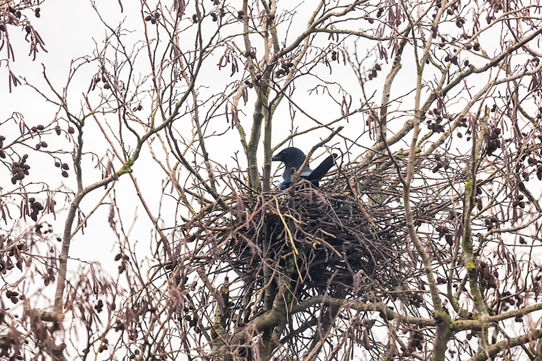 A magpie resting  in a nest