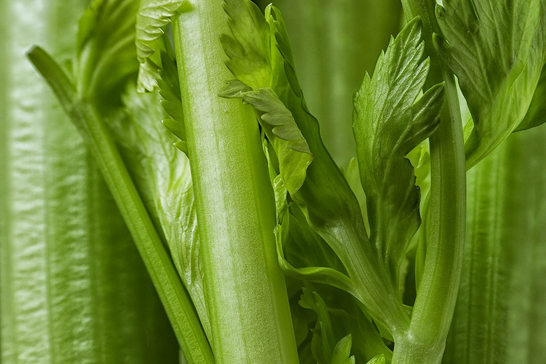 Detail of celery