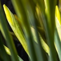 Feb 04 - Daffodils