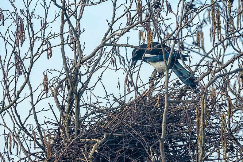 A magpie and her nest. It's just too high to look into the nest