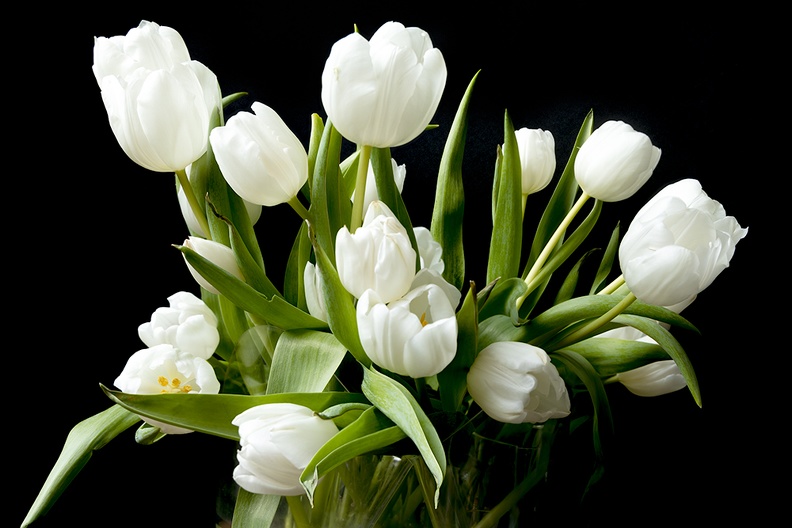 Vase with white tulips