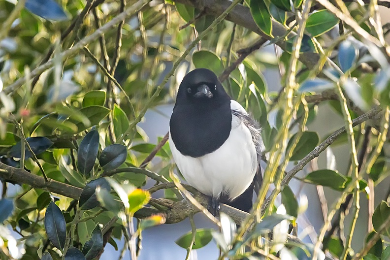 A magpie in my holly.