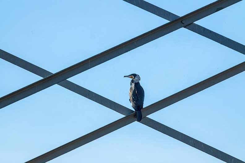 Cormorant in a power pylon