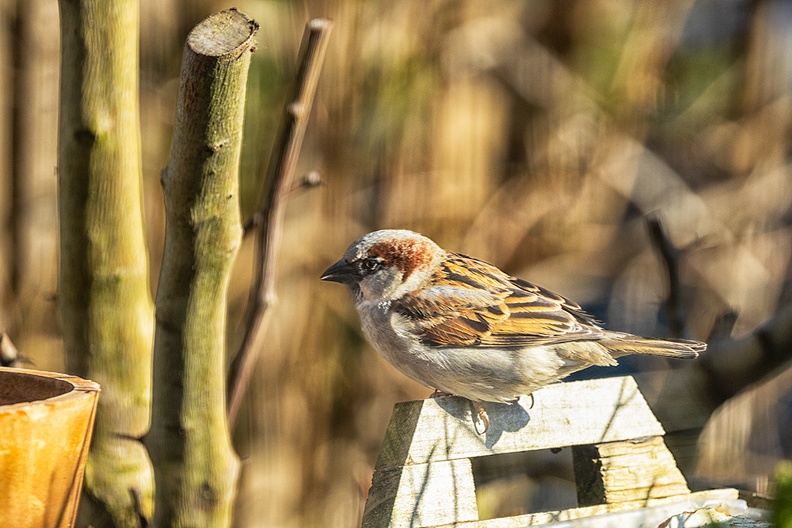 A sparrow in the bright sun