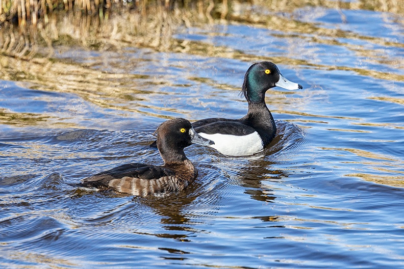 Tufted ducks in a ditch nearby. Female and male