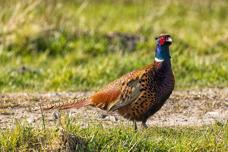 A pheasant on a sunny afternoon