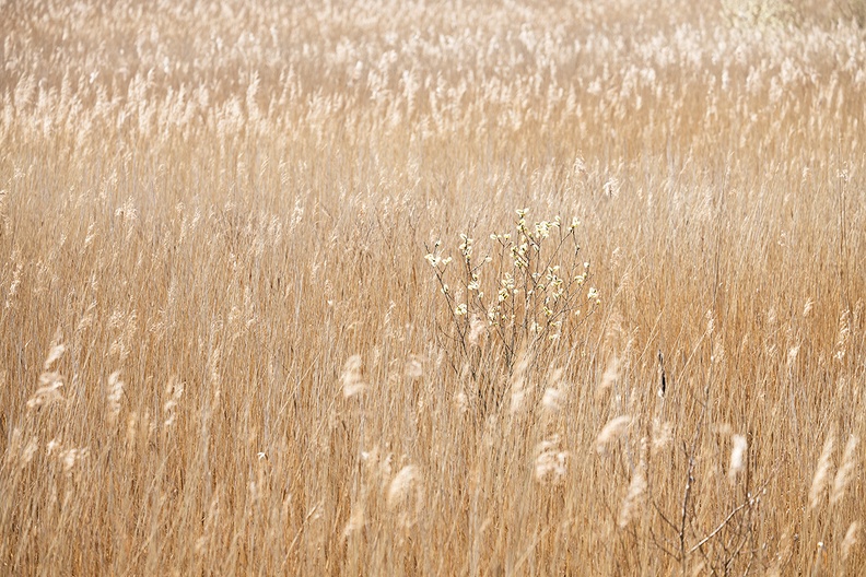 Endless fields with reed on a beautiful walking day