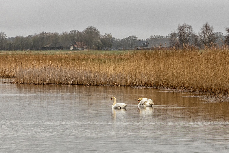 Swans on a grey and cold morning