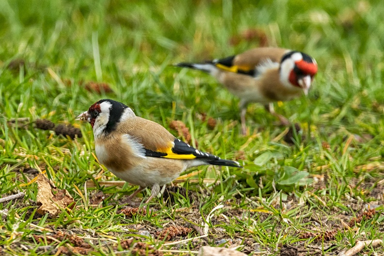 View from my bedroom. European goldfinches or 