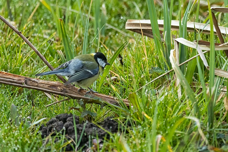 A great tit in the grass
