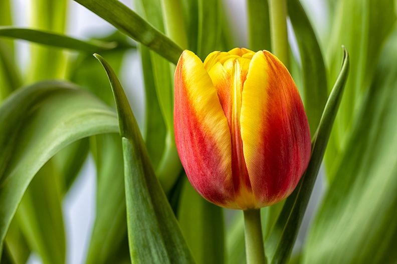 A tulip in a vase