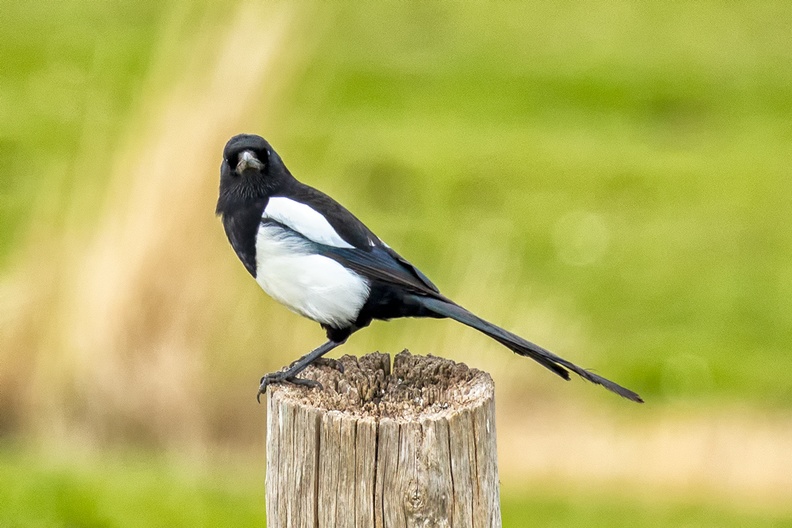 A magpie on a pole