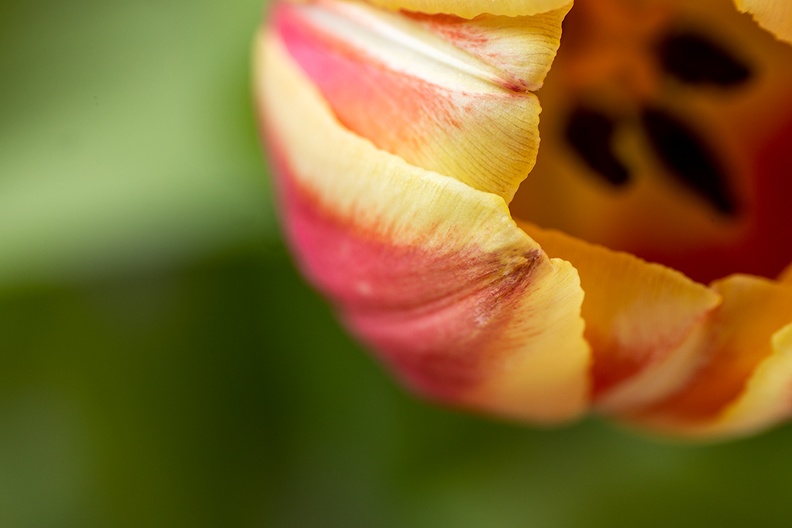 Partial tulip view