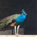 Apr 28 - Peacock