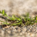 May 06 - Ants.jpg